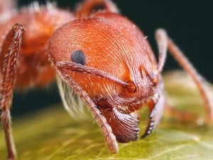 Okłady na ugryzienia owadów poparzenia pokrzywą, ugryzienia mrówek, okłady na poparzenia pokrzywą, pogryzienia os, ugryzienia pszczół, ugryzienia meszek, okłady na ugryzienia owadów, poparzenia pokarzywą