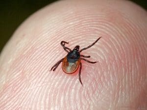 Ochrona przed kleszczami kleszcze ugryzienia, kleszcze jak usuwać, ochrona przed kleszczami, jak wyrywać kleszcze, kleszcze pęseta, kleszcze masło, kleszcze tłuszcz