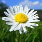 jadalne kwiaty, dania z kwiat&oacute;w, kwiaty w kuchni, smażone kwiaty cukinii, smażone kwiaty dyni, sałatka z nasturcji, sałatka z mieczyk&oacute;w, jadalne kwiaty Polski, jadalne kwiaty z ogr&oacute;dka, jadalne dzikie kwiaty
