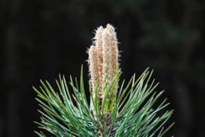 Igła sosny z pączkiem kwiatowym, naturalny element lasu i ogrodu.