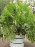 Uprawa palm w domu