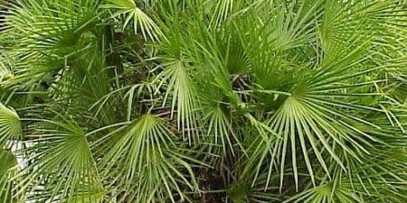Uprawa palm w domu
