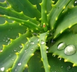 Aloes – naturalny lek na skórę i nie tylko