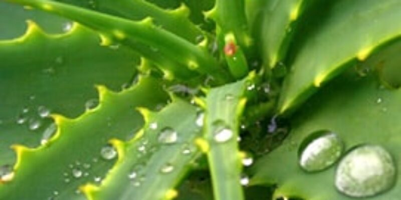 Aloes – naturalny lek na skórę i nie tylko