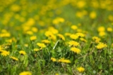 Naturalne sposoby na chwasty w ogrodzie
