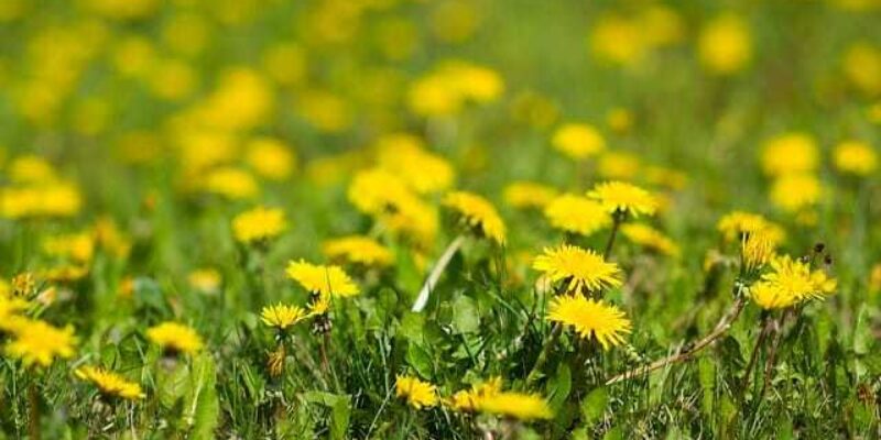 Naturalne sposoby na chwasty w ogrodzie