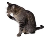 Jak dbać o kota?