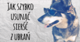 Sposób na usuwanie sierści z ubrań, dywanów i tapicerek
