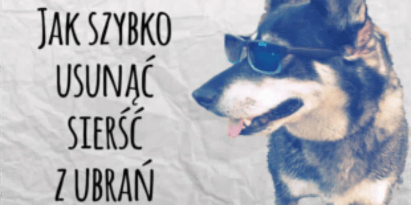 Sposób na usuwanie sierści z ubrań, dywanów i tapicerek
