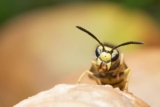 Jak zrobić naturalną pułapkę na osy?