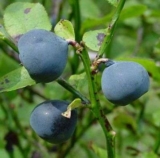 Borówka czernica naturalny środek przeciw biegunce