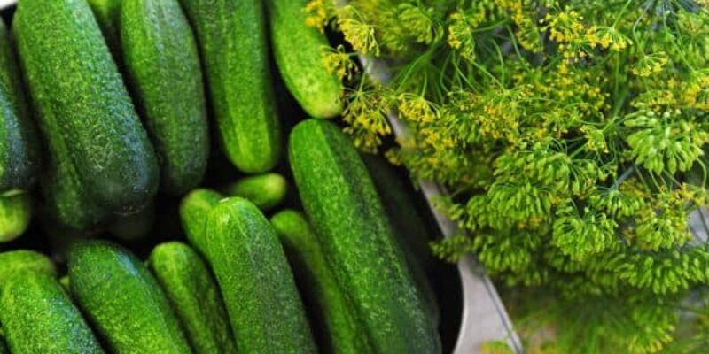 Ogórki małosolne – przepis, właściwości