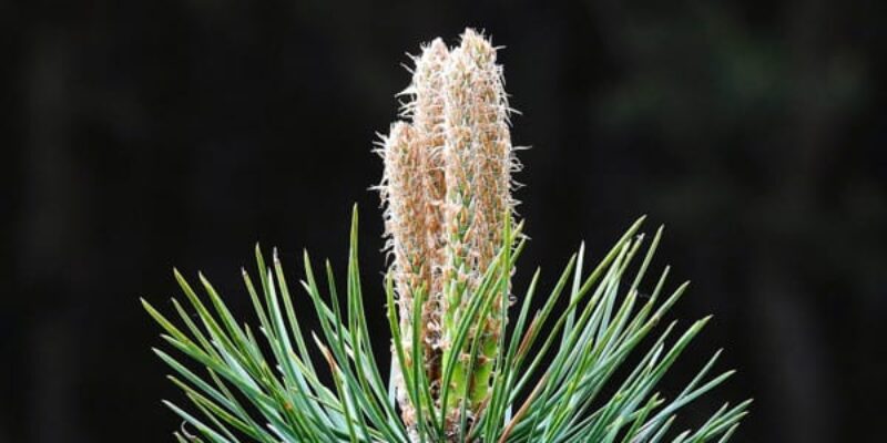Naturalny syrop na kaszel z pędów sosny – jak go zrobić w domu?
