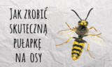 Pułapka na osy zrobiona z butelki