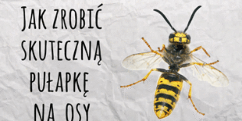 Pułapka na osy zrobiona z butelki