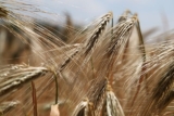 Dlaczego gluten nam szkodzi?