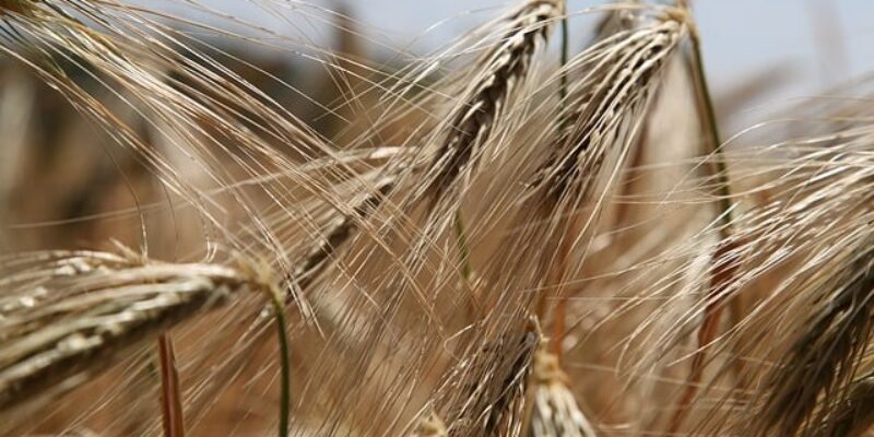 Dlaczego gluten nam szkodzi?
